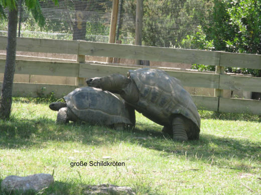 groe Schildkrten