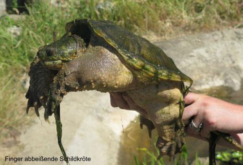 Finger abbeiende Schildkrte